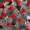 Image of a Virus close up